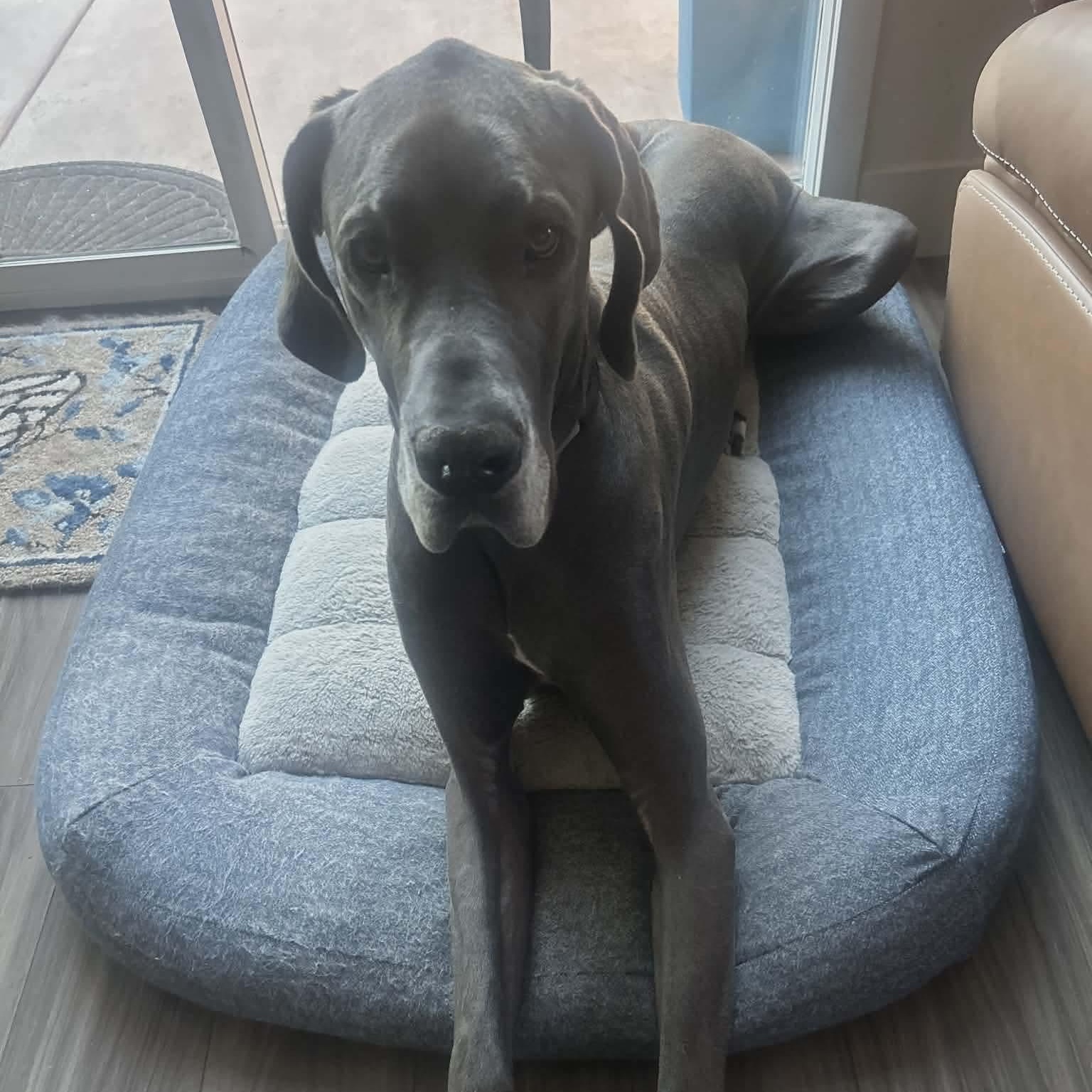 Enlarge Gus, a Adoptable Great Dane in Rohnert Park, CA image 5/5