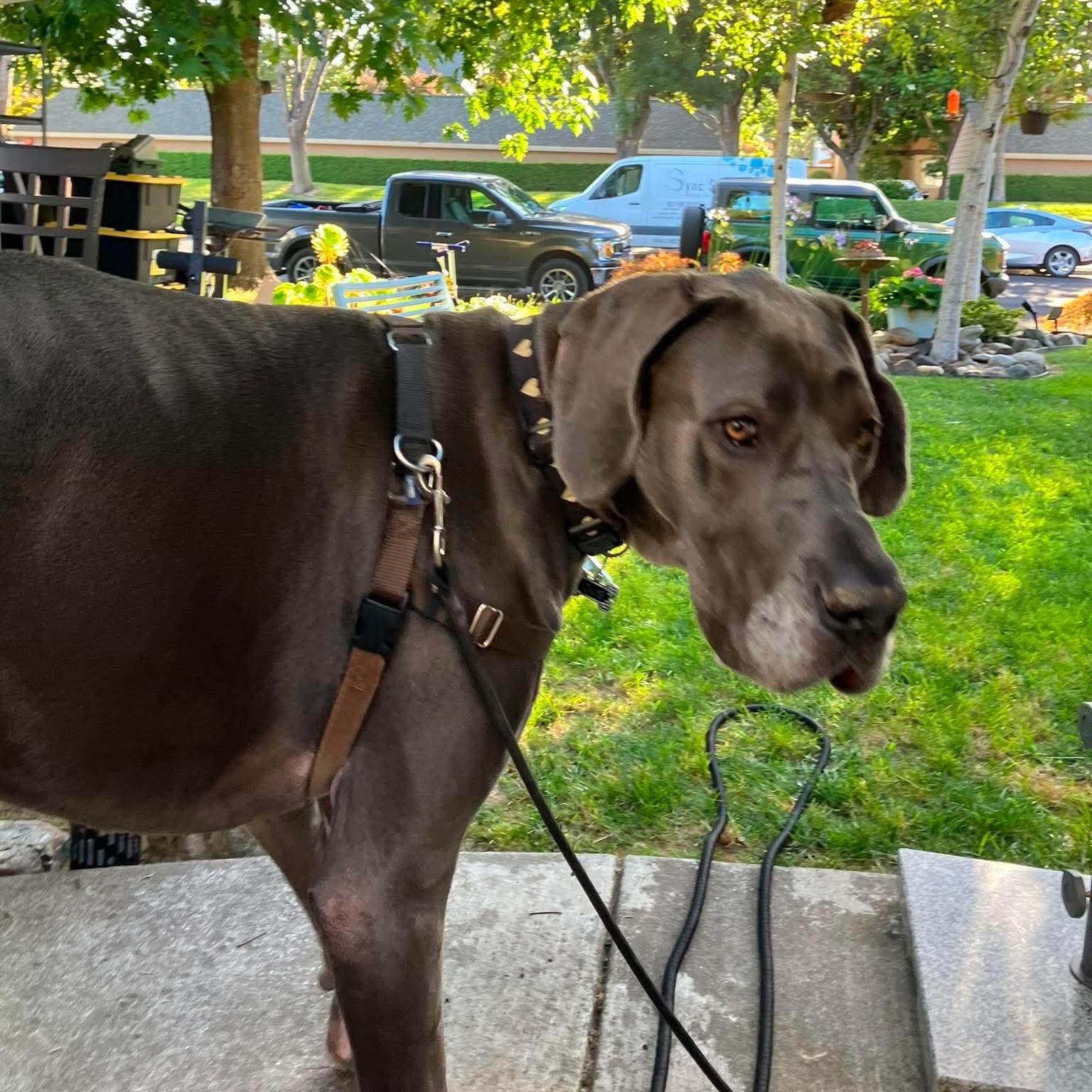 Enlarge Gus, a Adoptable Great Dane in Rohnert Park, CA image 3/5