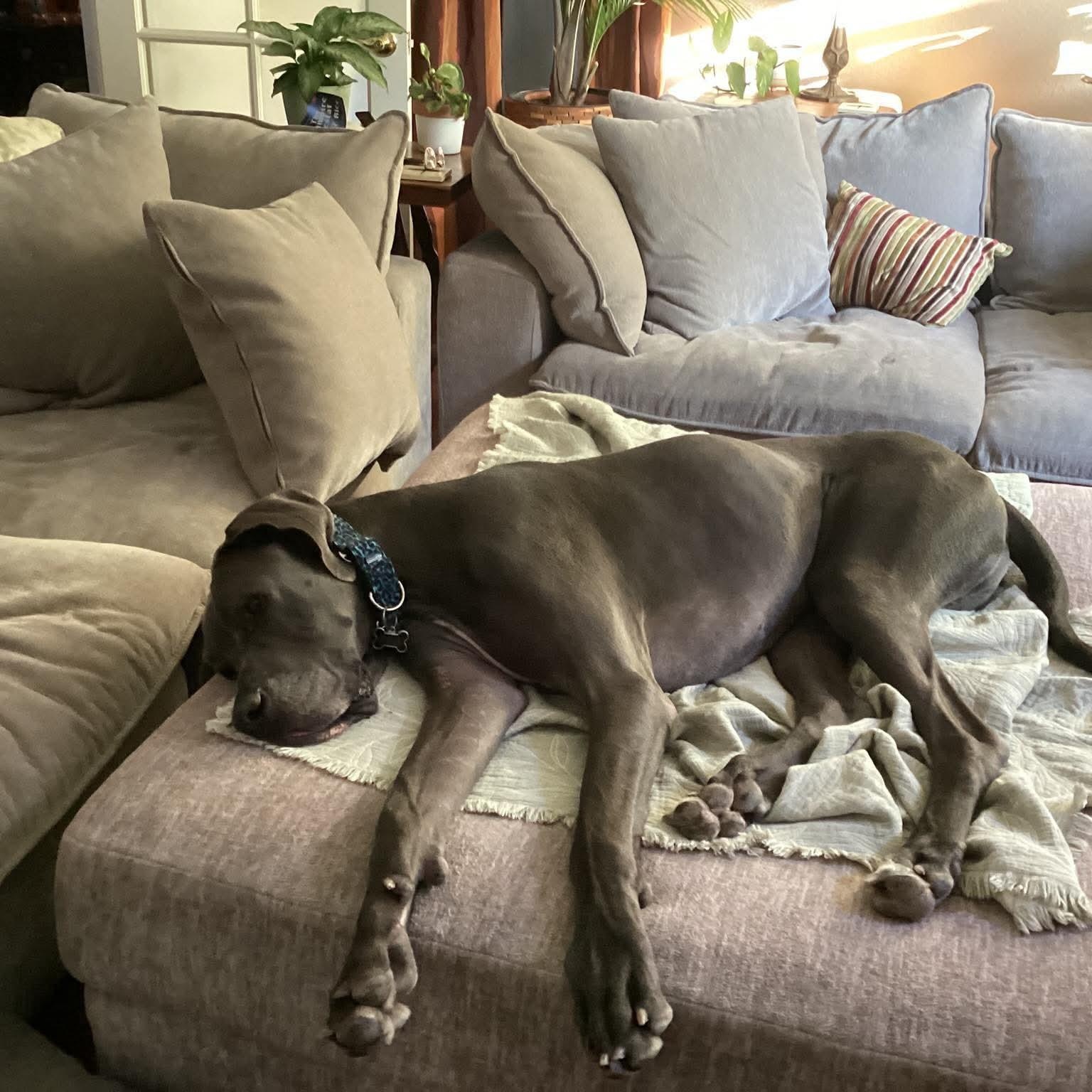 Enlarge Gus, a Adoptable Great Dane in Rohnert Park, CA image 2/5