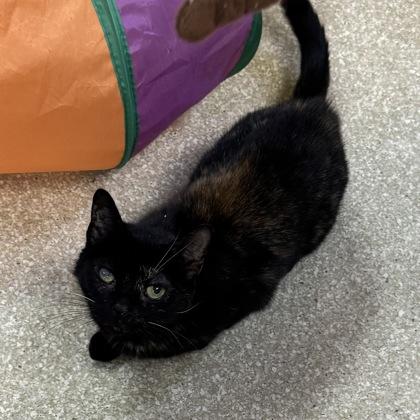 Lucy $50, Adoptable, Adult Female Domestic Short Hair & Domestic Short Hair.
