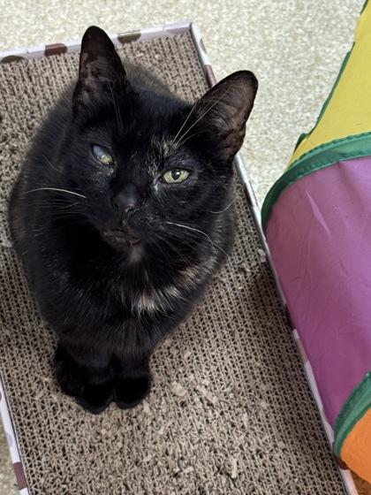 Enlarge Lucy $50, a Adoptable mixed breed in Seneca, SC image 2/3