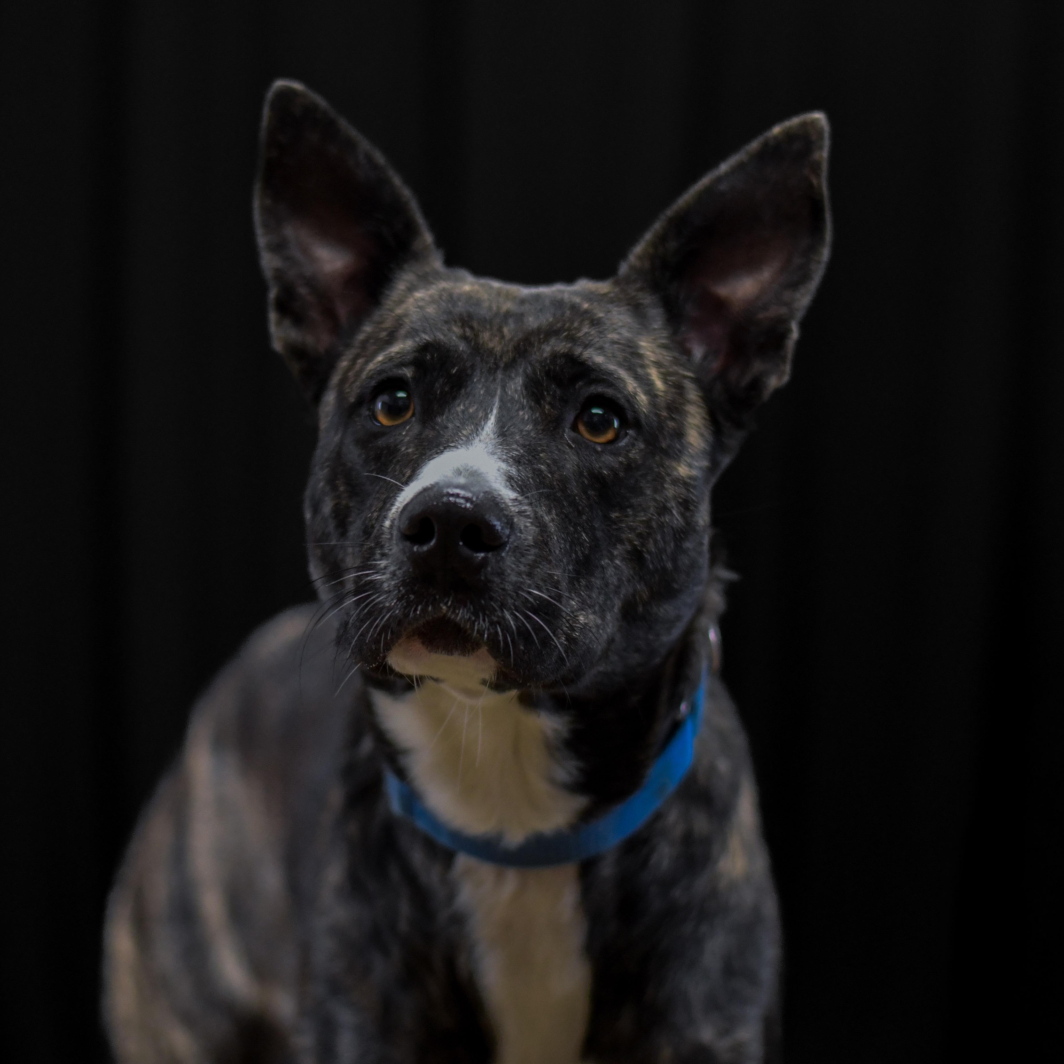 Enlarge Gracie, an adopted mixed breed in Defuniak Springs, FL image 1/1