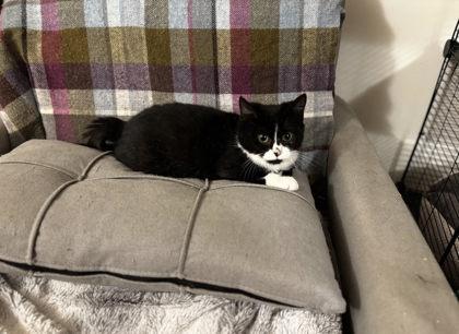 Scrappy Doo, Adoptable, Adult Male Domestic Short Hair & Domestic Short Hair.