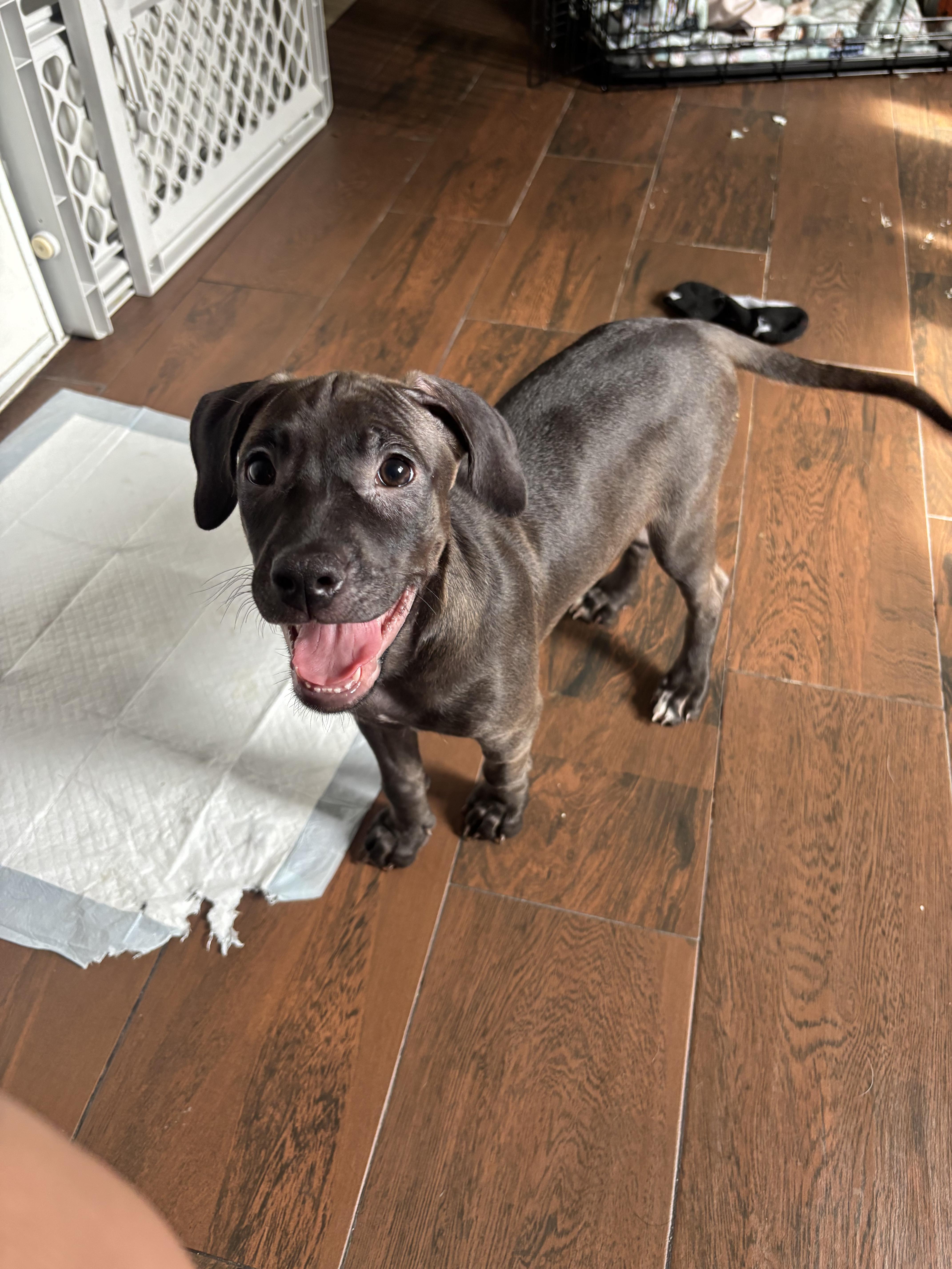 Enlarge Nova, a Adoptable mixed breed in rowland heights, CA image 1/4