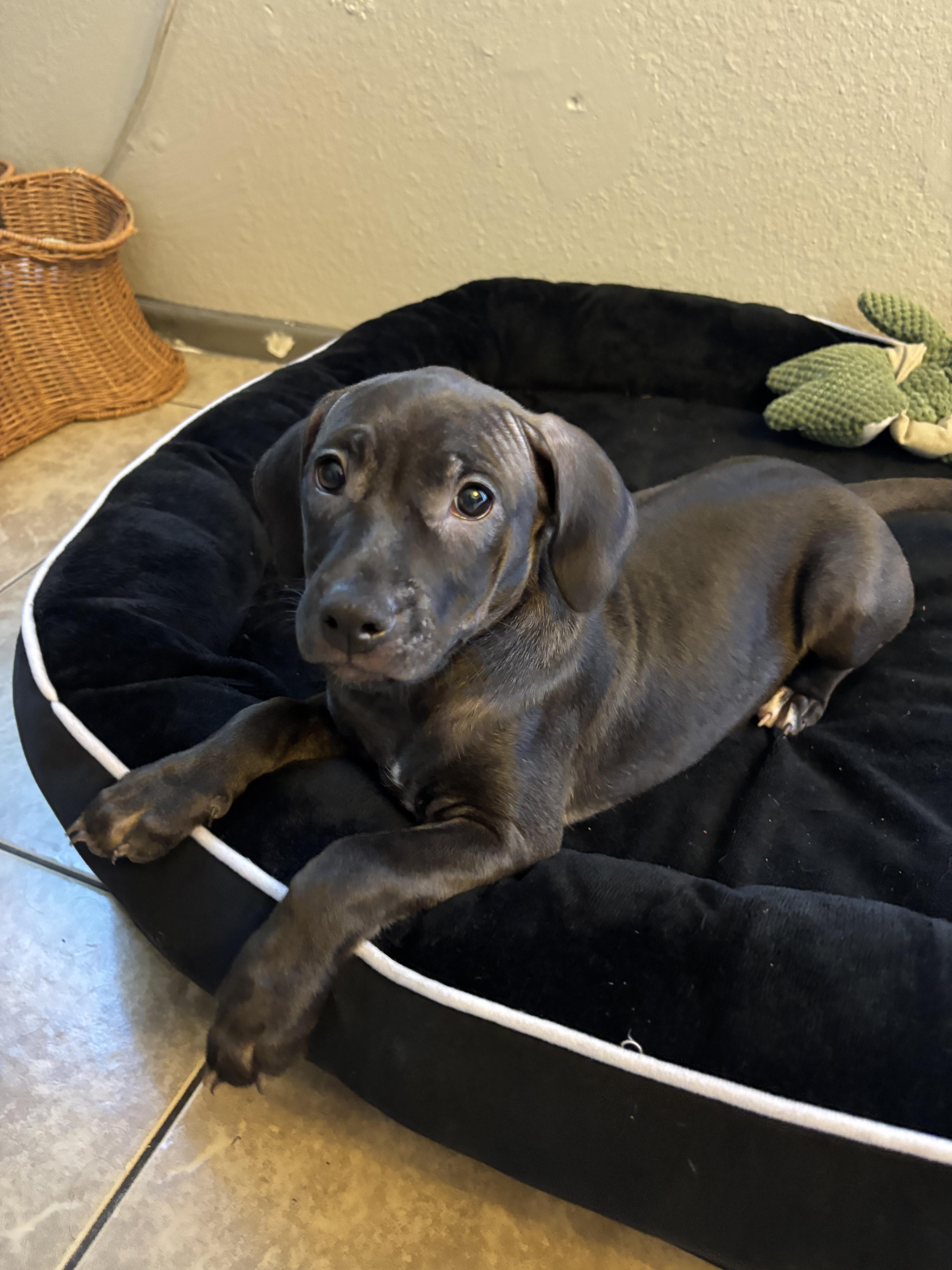 Enlarge Nova, a Adoptable mixed breed in rowland heights, CA image 2/4