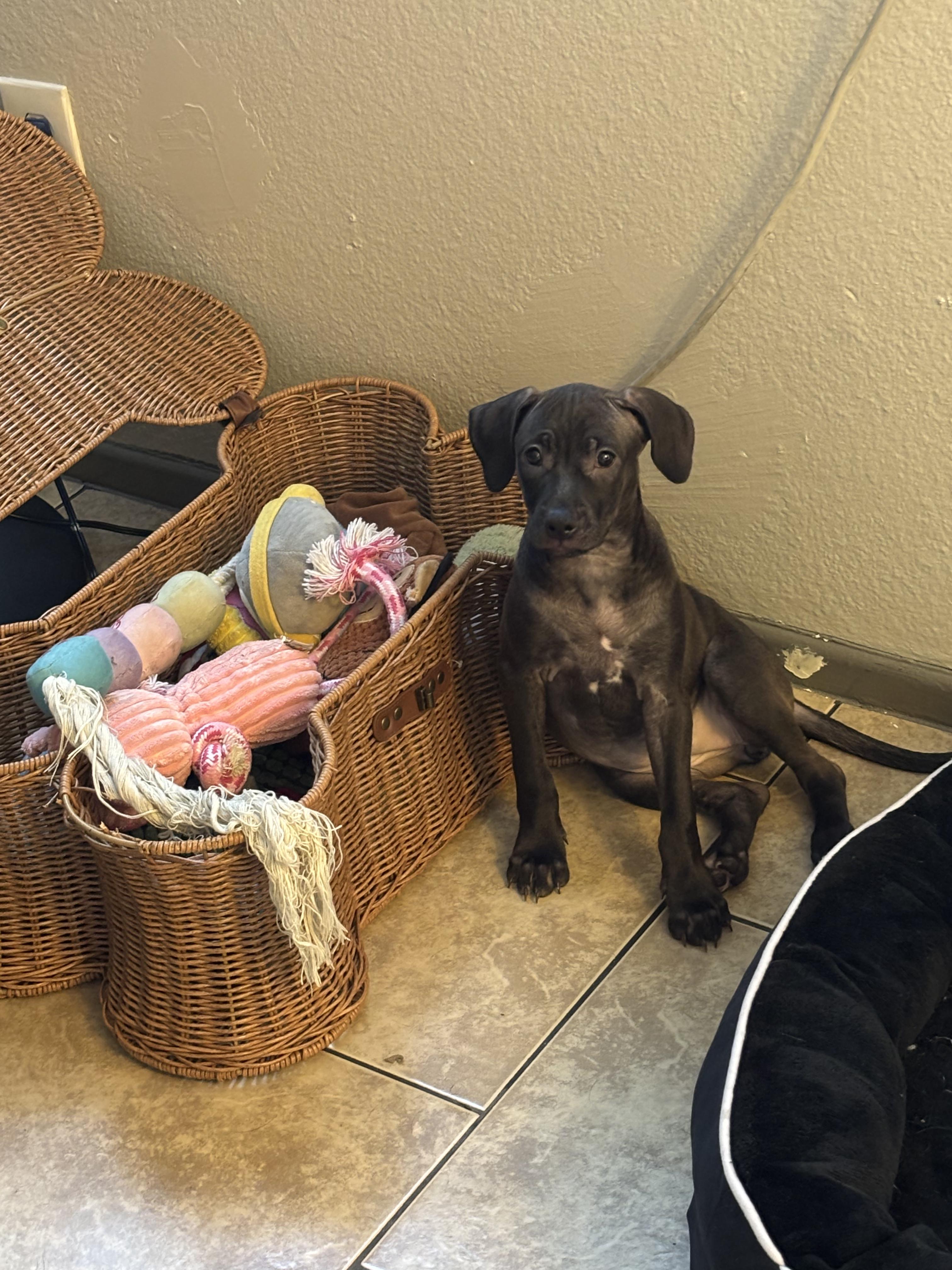 Enlarge Nova, a Adoptable mixed breed in rowland heights, CA image 3/4