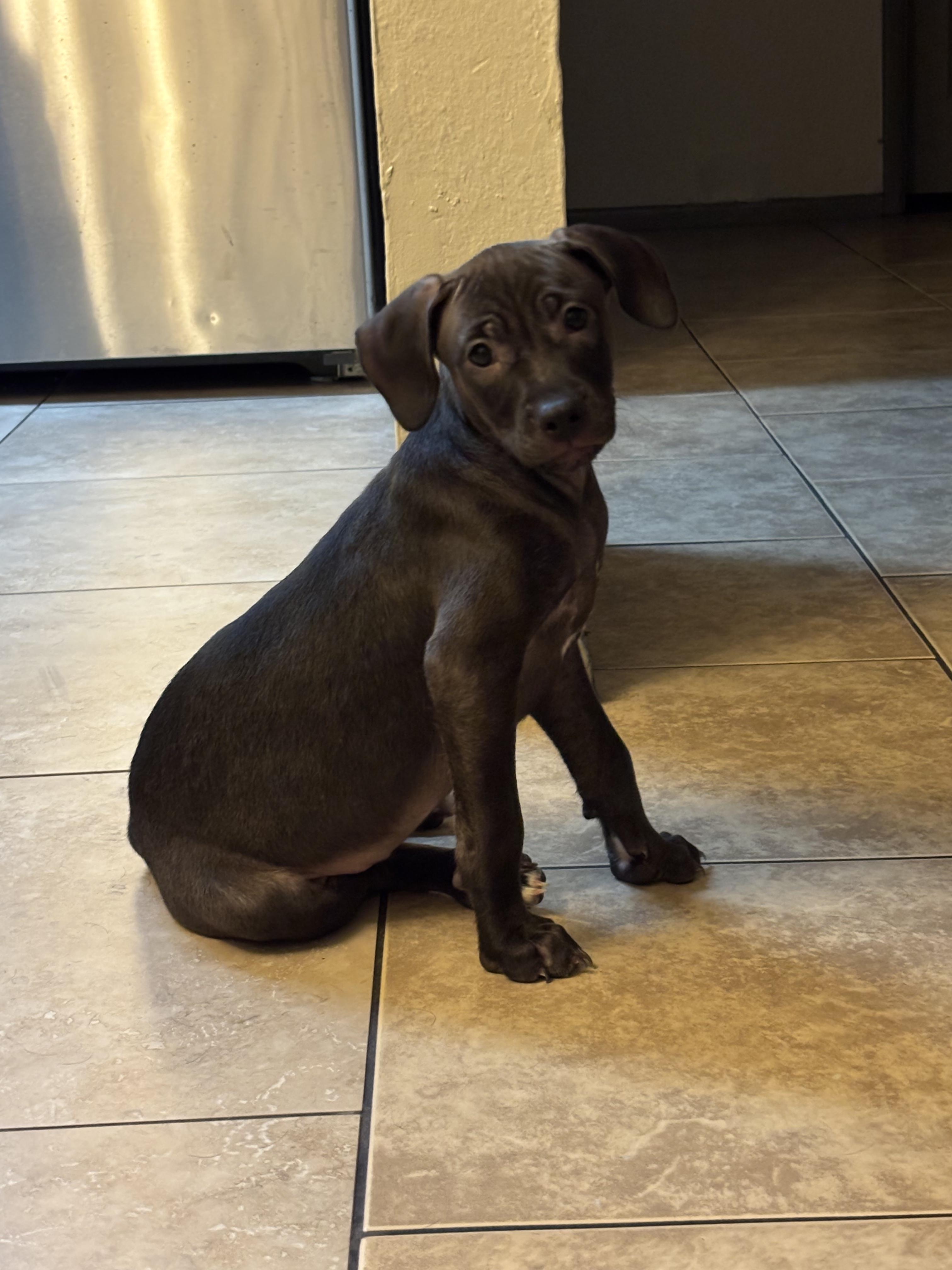 Enlarge Nova, a Adoptable mixed breed in rowland heights, CA image 4/4