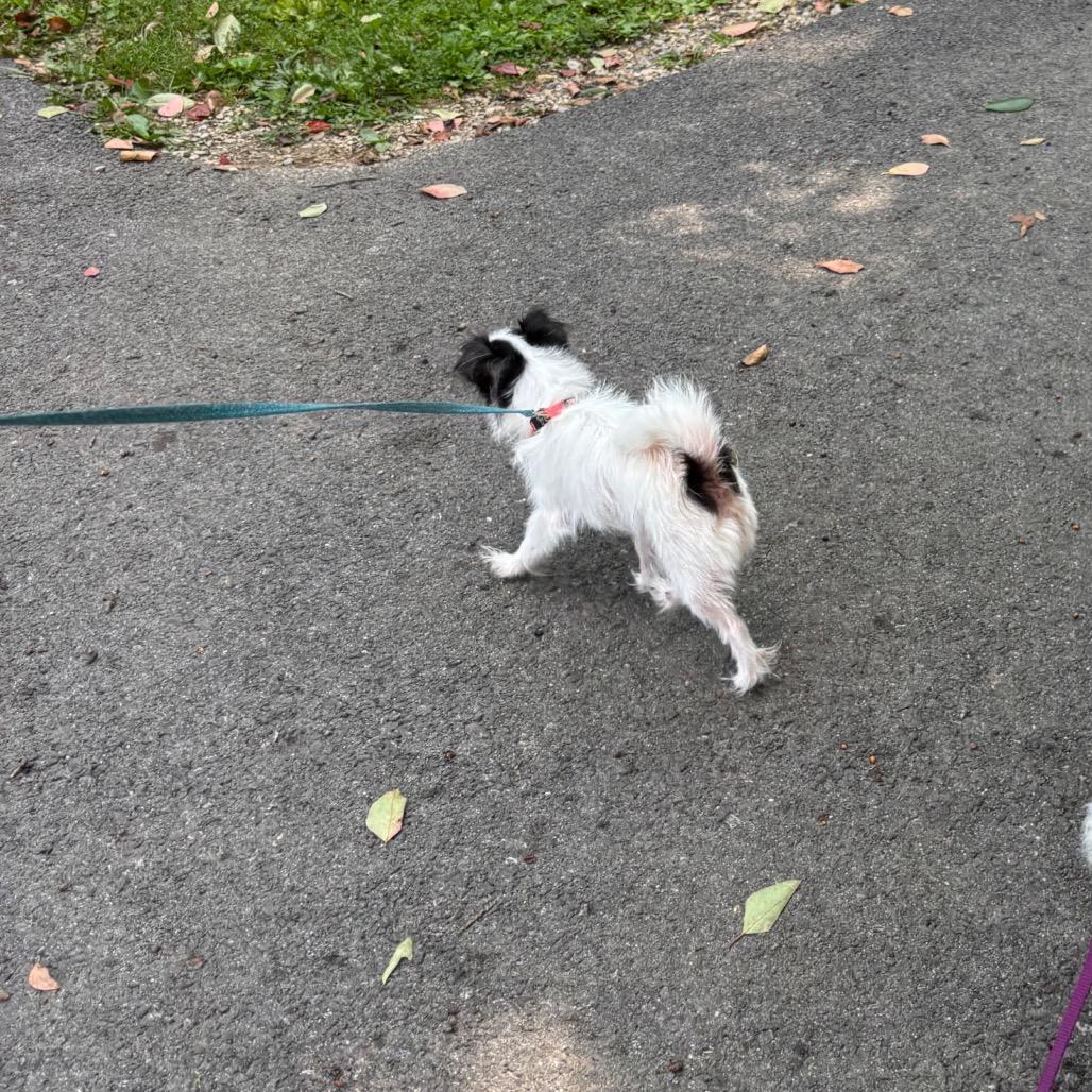 Enlarge Georgia, a Adoptable Chihuahua in Tunkhannock, PA image 6/6