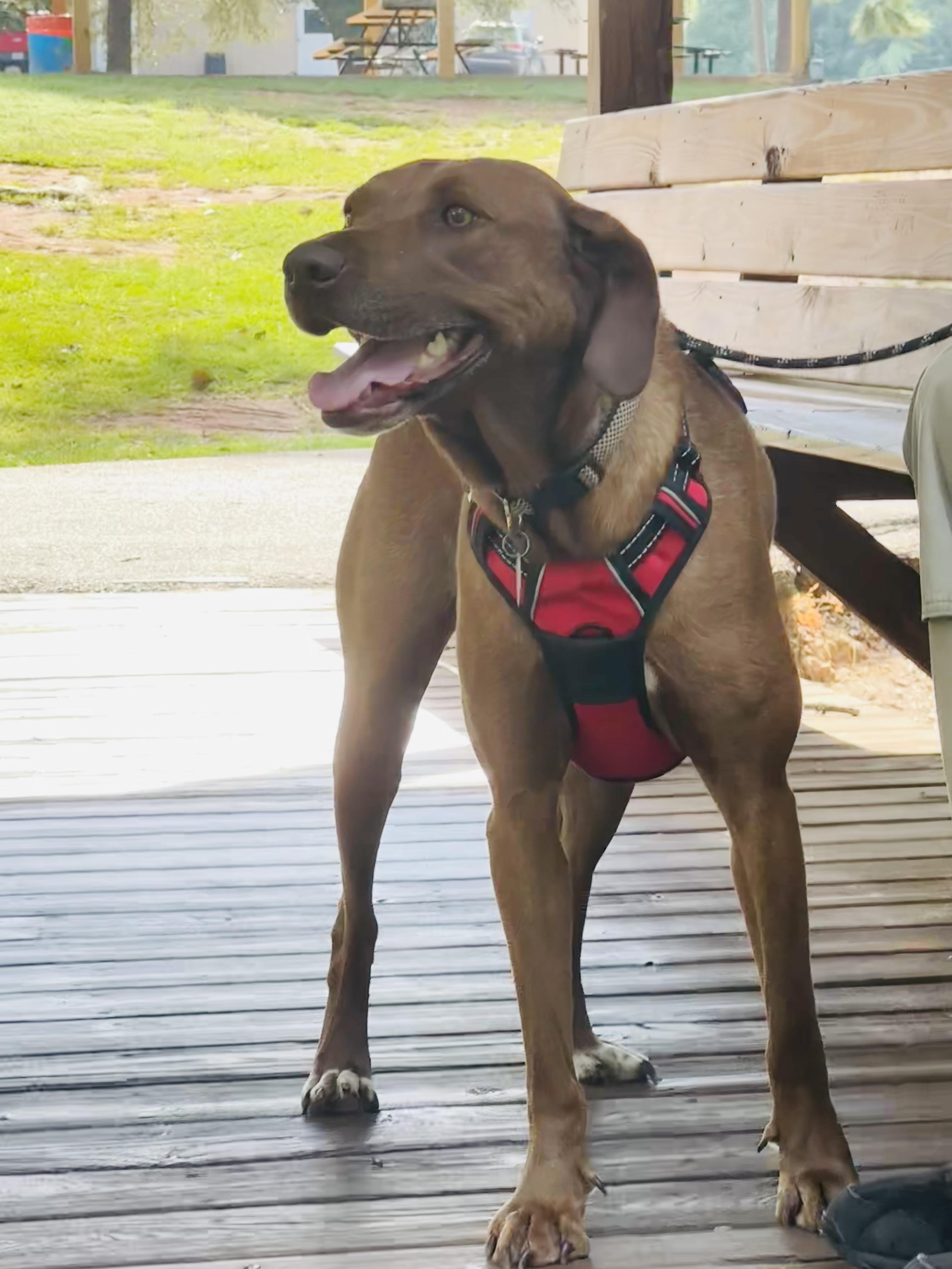 Enlarge Mona, a Adoptable mixed breed in Jackson, MS image 4/6