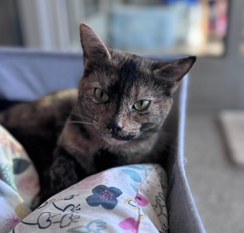 Foxxy, Adoptable, Adult Female Tortoiseshell & Domestic Short Hair.