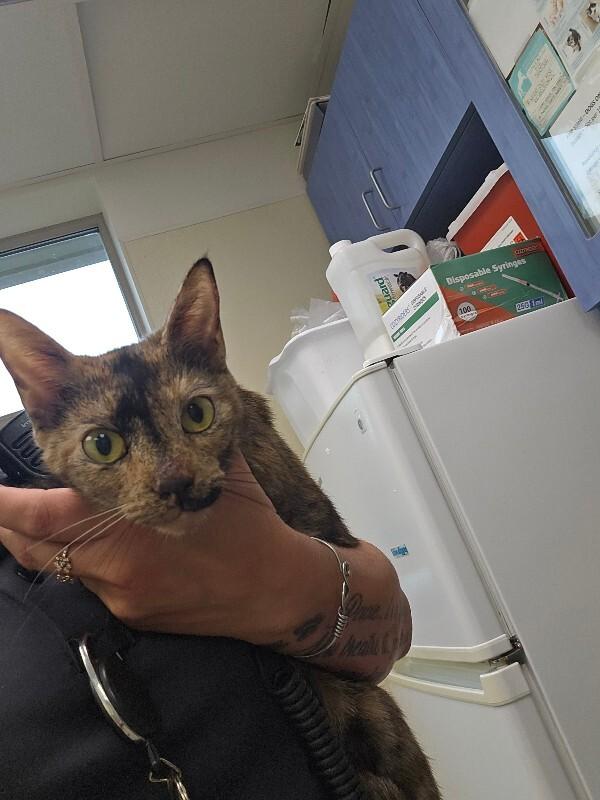 Foxxy, a Adoptable mixed breed in Disputanta, VA image 2/3