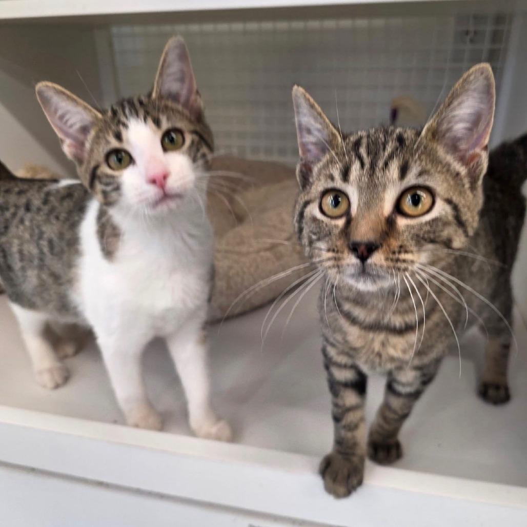 Sky Blu, a Adoptable Domestic Short Hair in Kinston, NC image 2/6