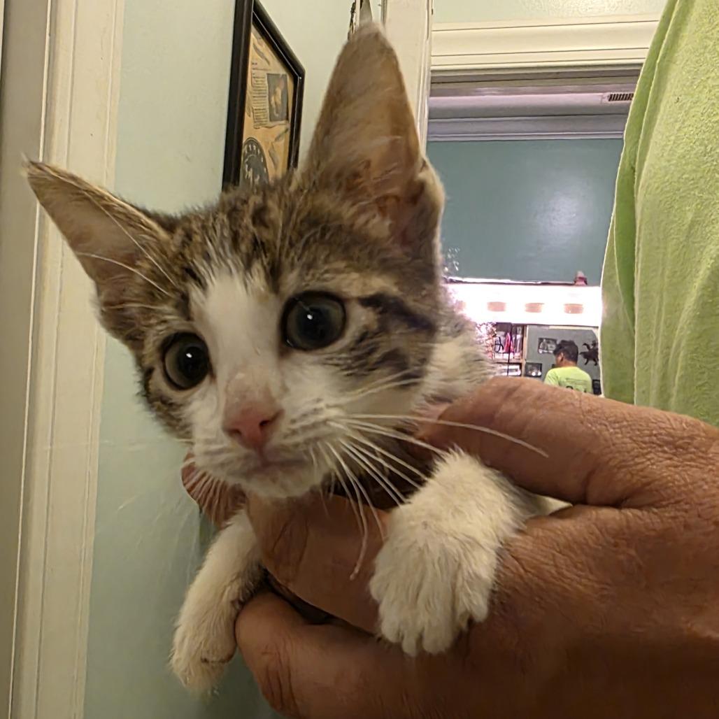 Enlarge Sky Blu, a Adoptable Domestic Short Hair in Wilmington, NC image 3/5