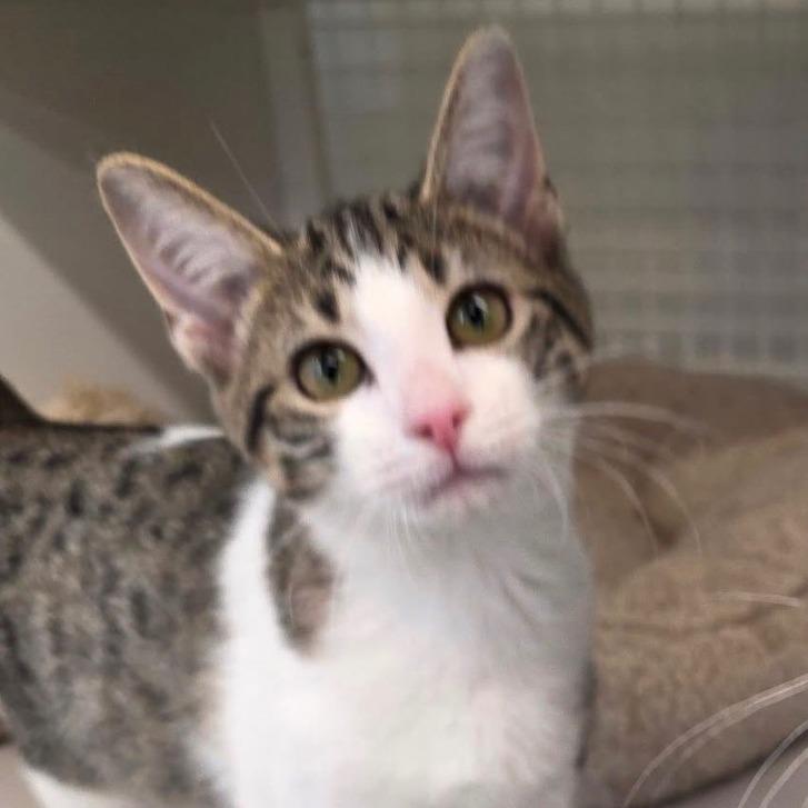 Sky Blu, a Adoptable Domestic Short Hair in Kinston, NC image 1/6