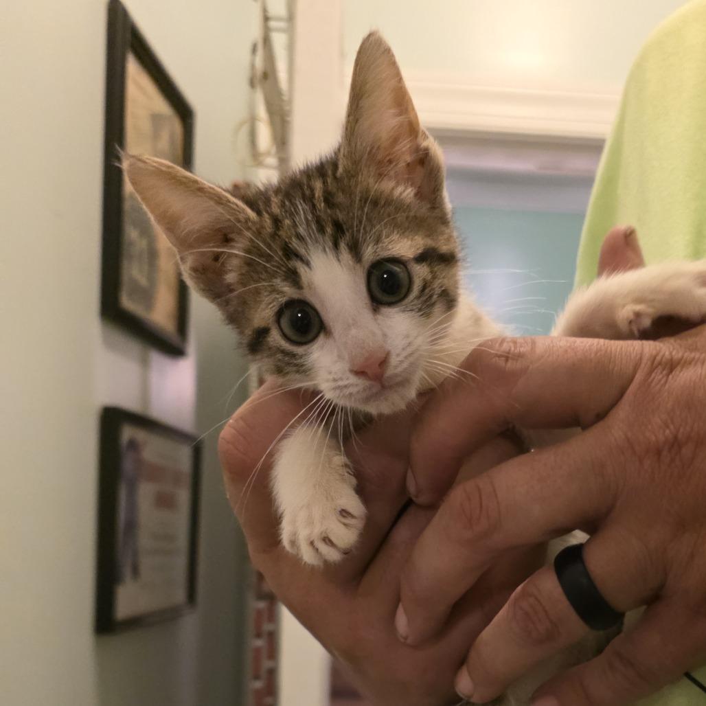 Sky Blu, Adoptable, Kitten Female Domestic Short Hair.