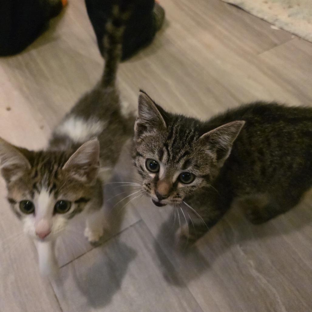 Enlarge Sky Blu, a Adoptable Domestic Short Hair in Wilmington, NC image 4/5