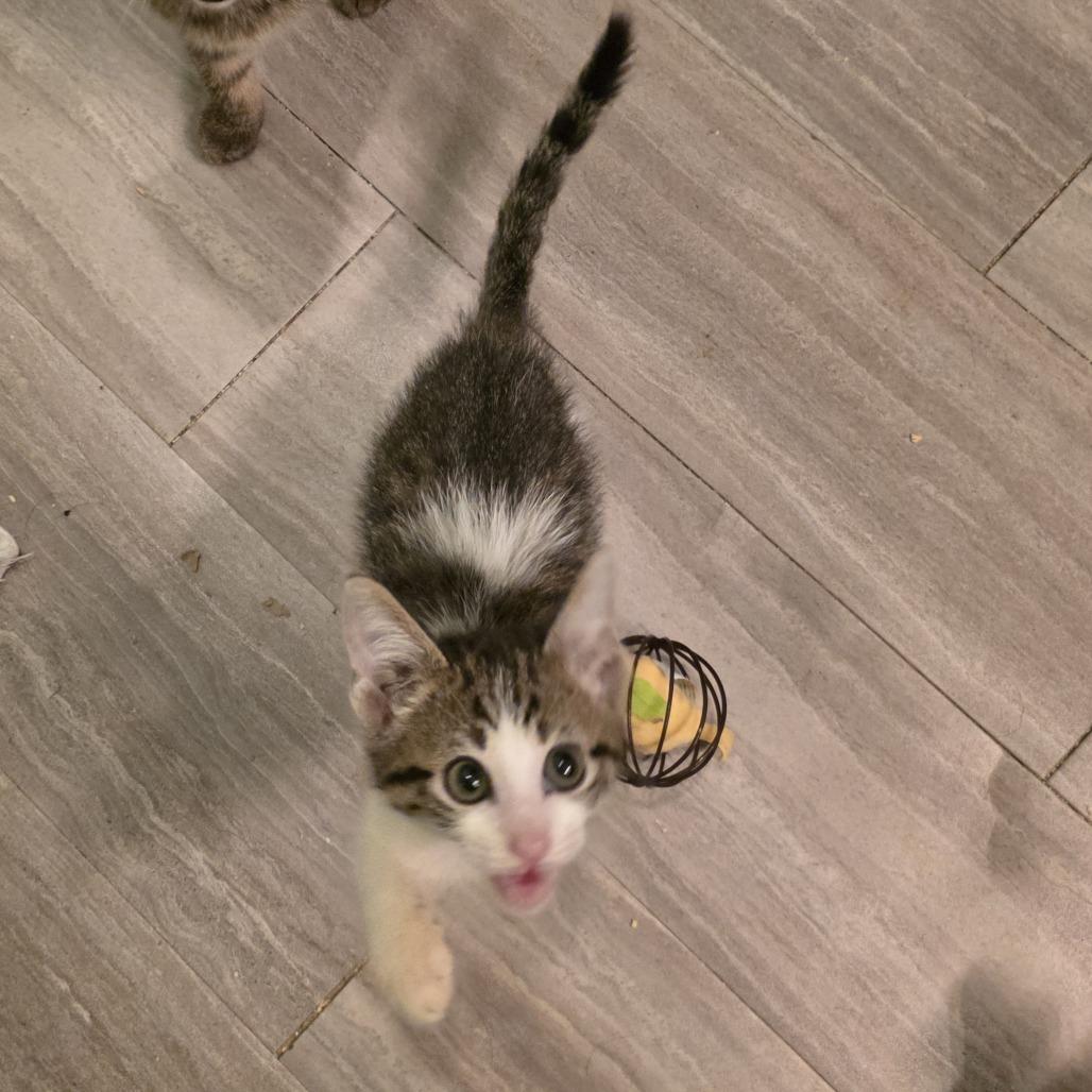 Enlarge Sky Blu, a Adoptable Domestic Short Hair in Wilmington, NC image 2/5