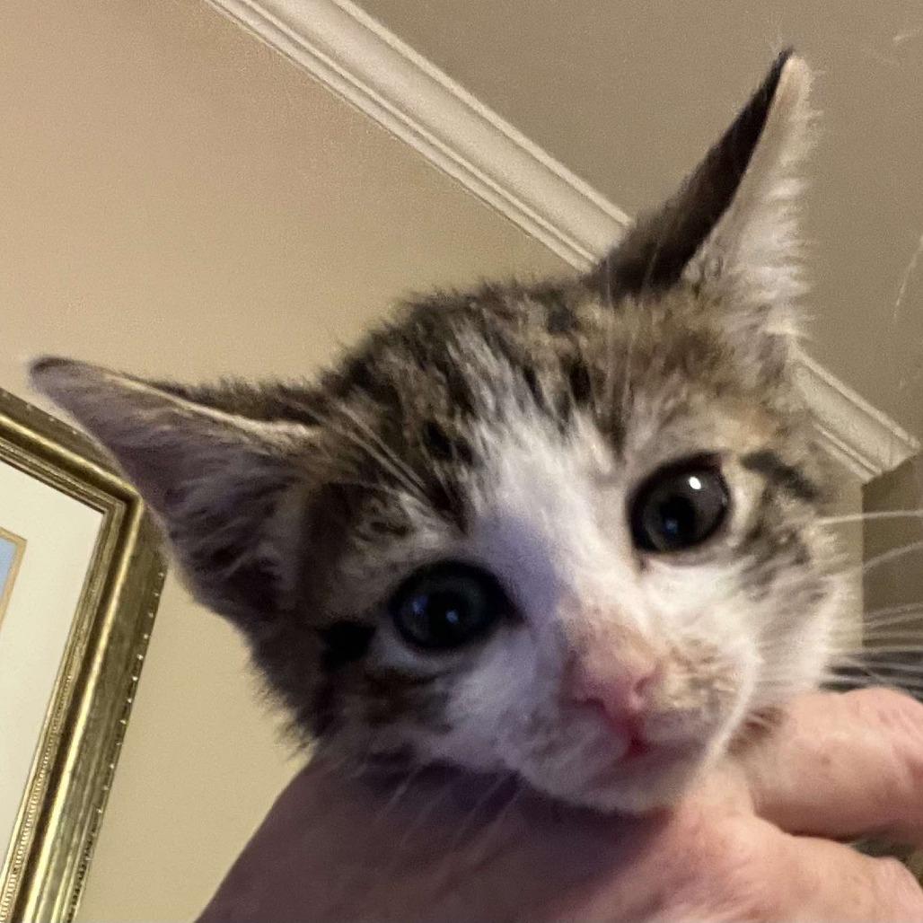 Enlarge Sky Blu, a Adoptable Domestic Short Hair in Wilmington, NC image 5/5