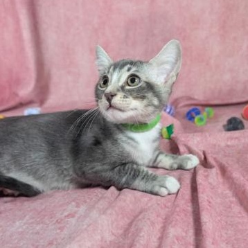 Enlarge Ronan (Male Kitten), a Adoptable Domestic Short Hair in San Francisco, CA image 1/4