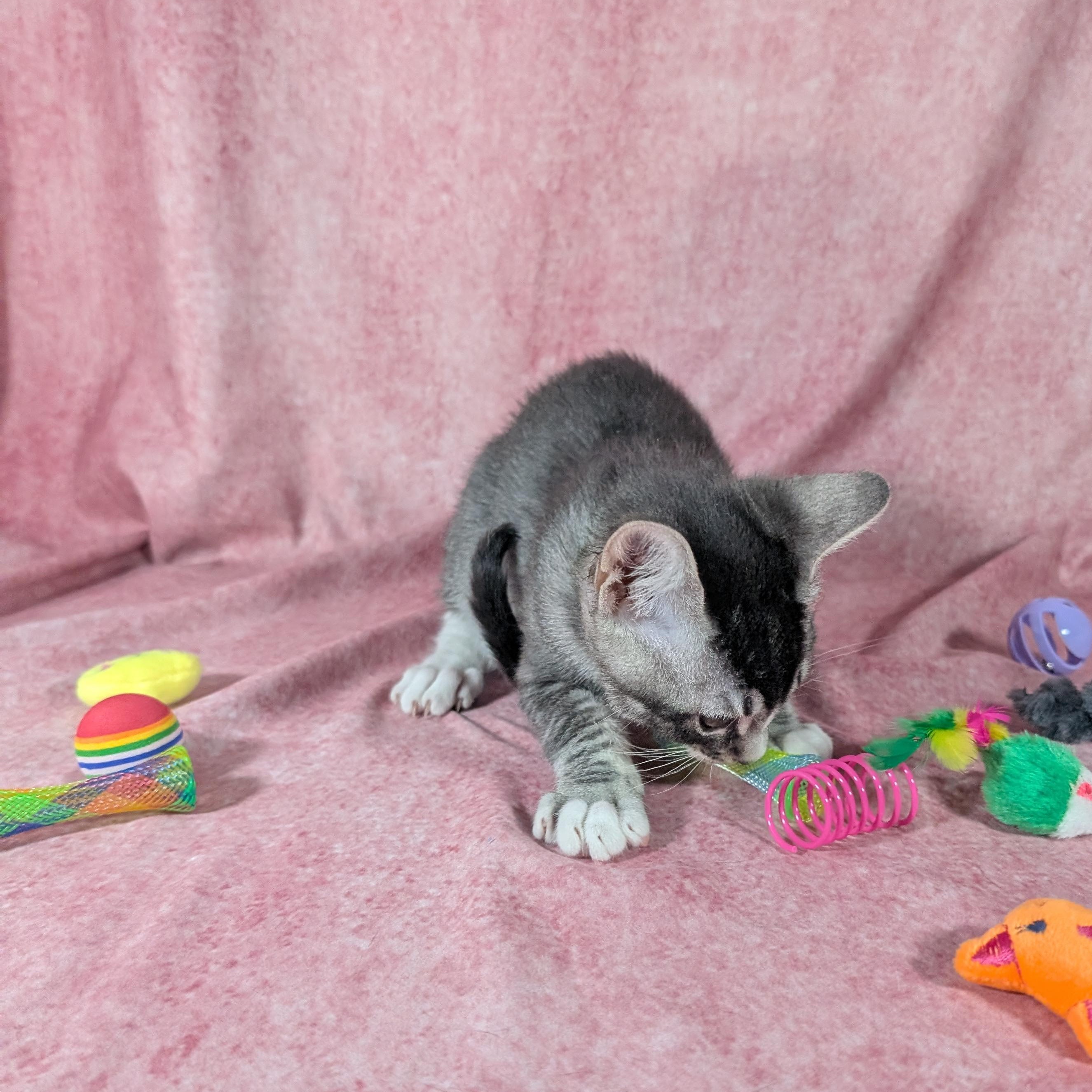 Enlarge Ronan (Male Kitten), a Adoptable Domestic Short Hair in San Francisco, CA image 4/4