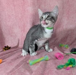 Enlarge Ronan (Male Kitten), a Adoptable Domestic Short Hair in San Francisco, CA image 2/4