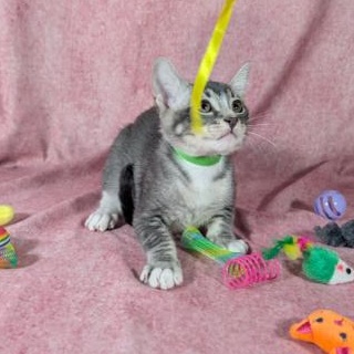 Enlarge Ronan (Male Kitten), a Adoptable Domestic Short Hair in San Francisco, CA image 3/4