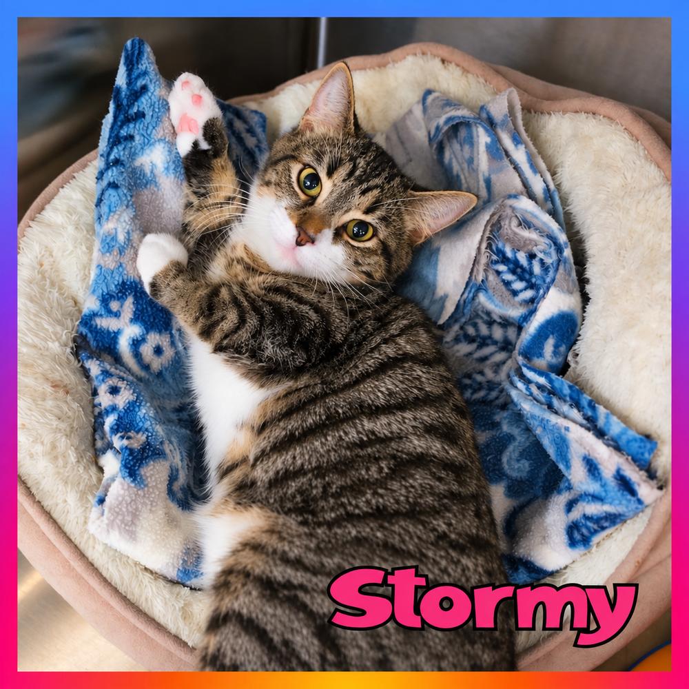 Enlarge Stormy, a Adoptable mixed breed in Southbury, CT image 3/3