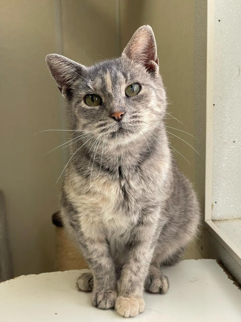 Josie, Adoptable, Senior Female Dilute Calico.
