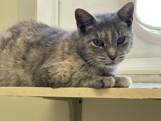 Enlarge Josie, a Adoptable Dilute Calico image 2/3