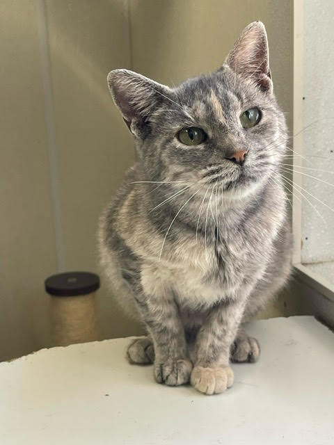 Enlarge Josie, a Adoptable Dilute Calico image 3/3