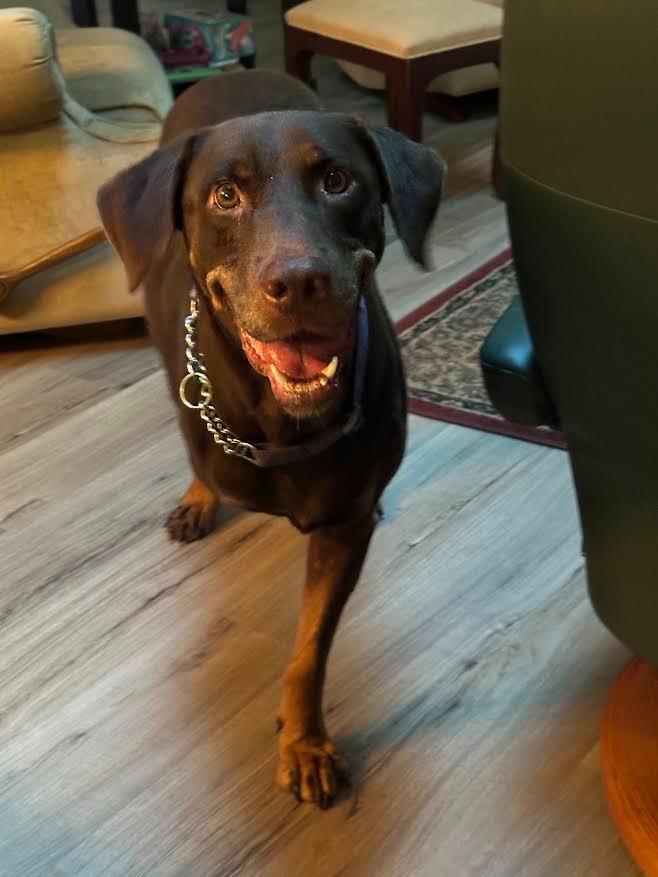 Enlarge PETTY, a Adoptable mixed breed in Crossville, TN image 1/6