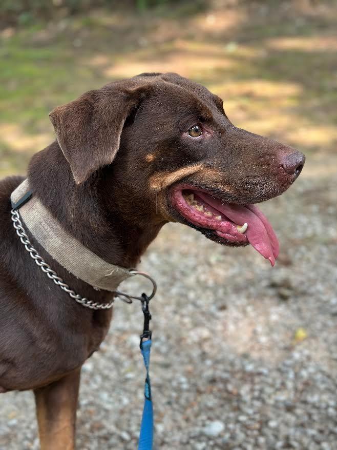 PETTY, Adoptable, Senior Male Doberman Pinscher & Labrador Retriever.