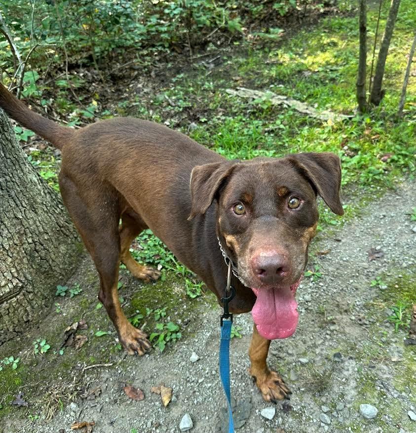 Enlarge PETTY, a Adoptable mixed breed in Crossville, TN image 4/6