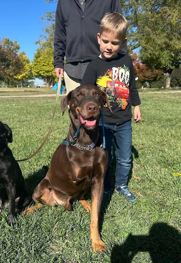 Enlarge PETTY, a Adoptable mixed breed in Crossville, TN image 4/4