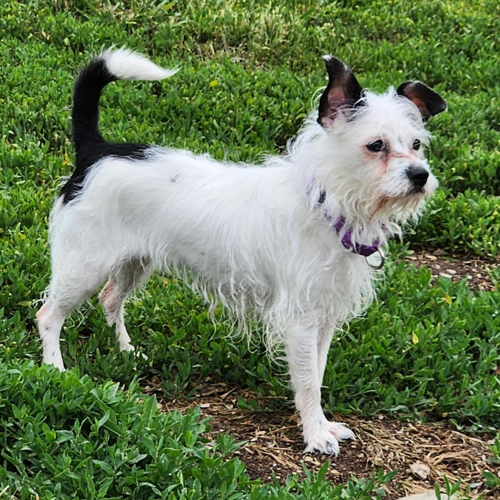 Minnie, Adoptable, Adult Female Chinese Crested Dog & Chihuahua.