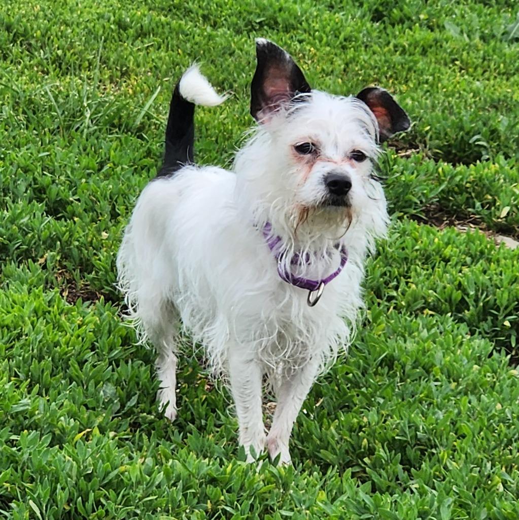 Minnie, a Adoptable mixed breed in Walnutport, PA image 2/3