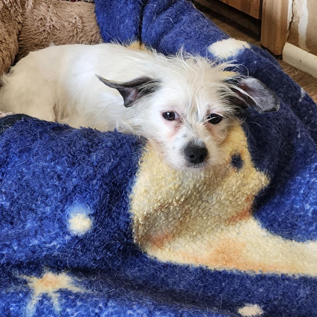 Minnie, a Adoptable mixed breed in Walnutport, PA image 3/3