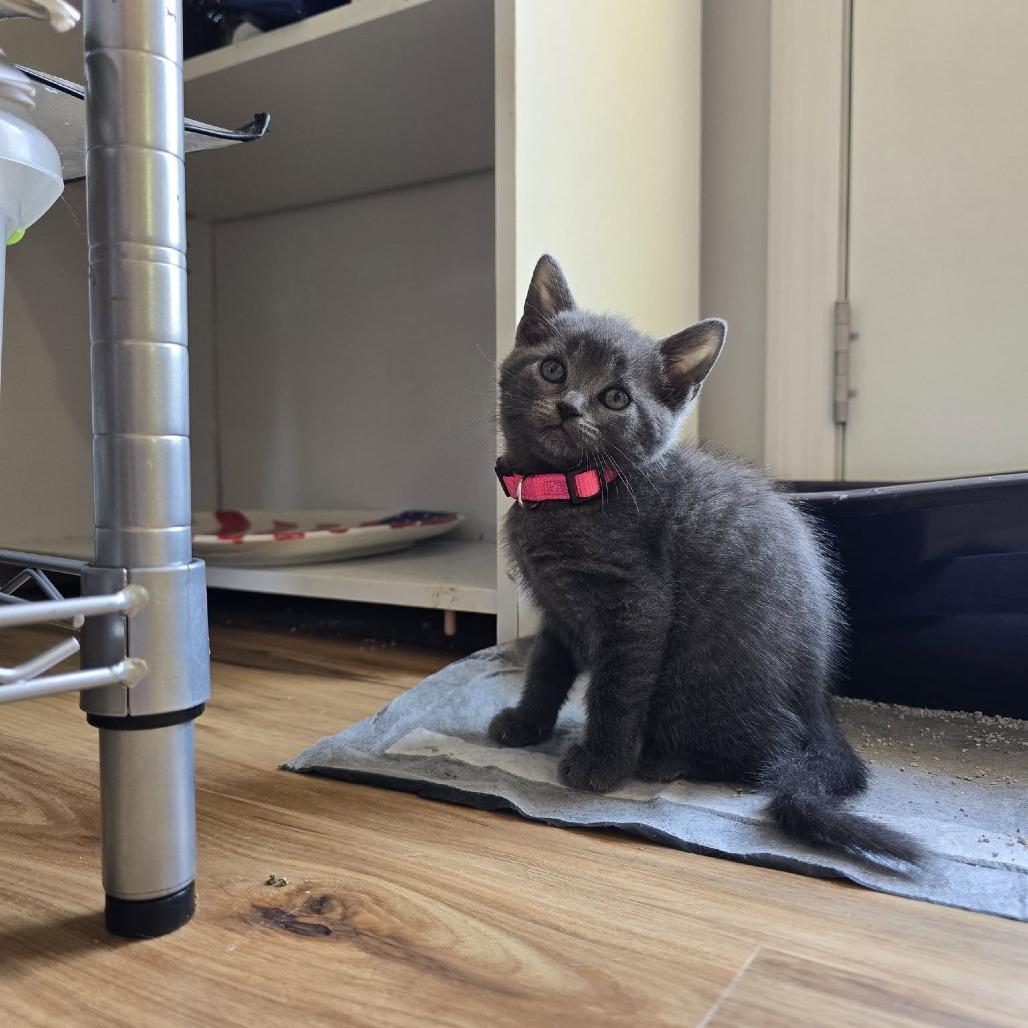 Meowzart, Adoptable, Kitten Female Domestic Short Hair.