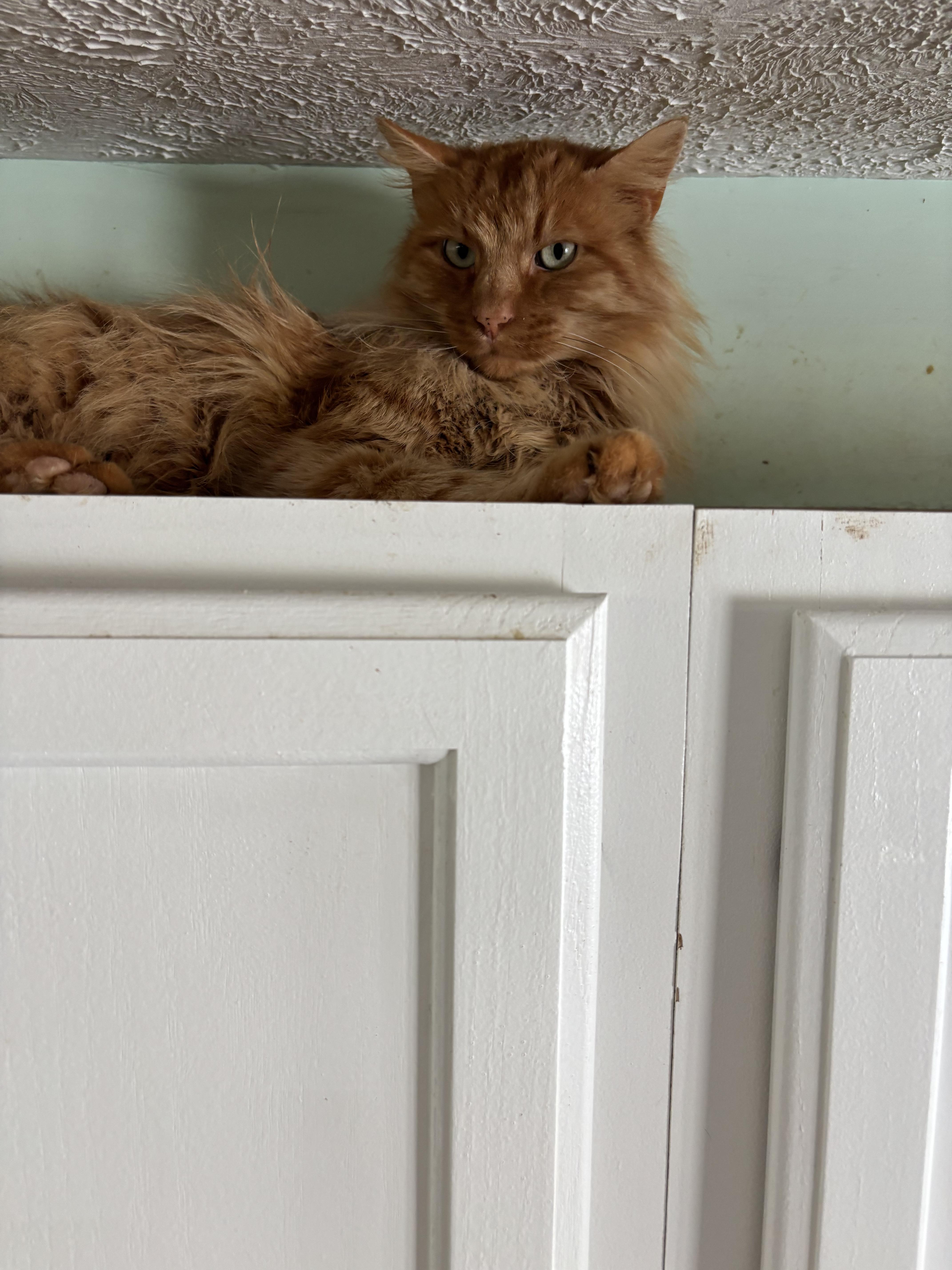 Everest, ADOPTABLE, Adult Male Domestic Long Hair.