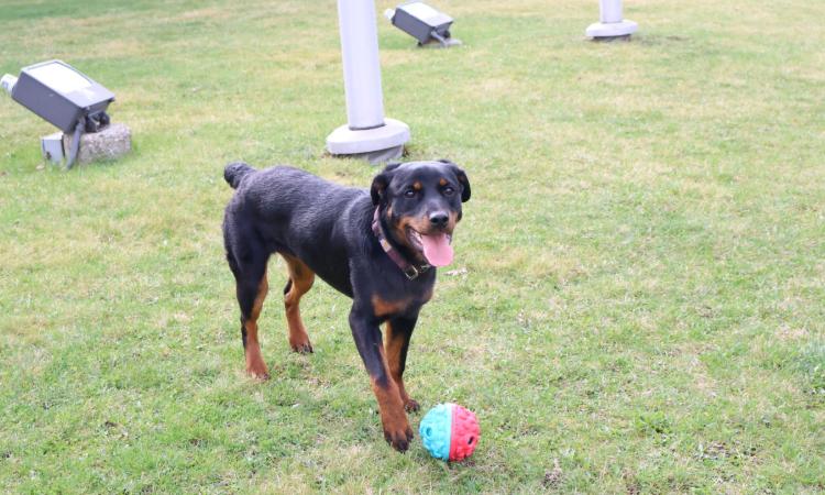 Stella, ADOPTABLE, Young Female Rottweiler.