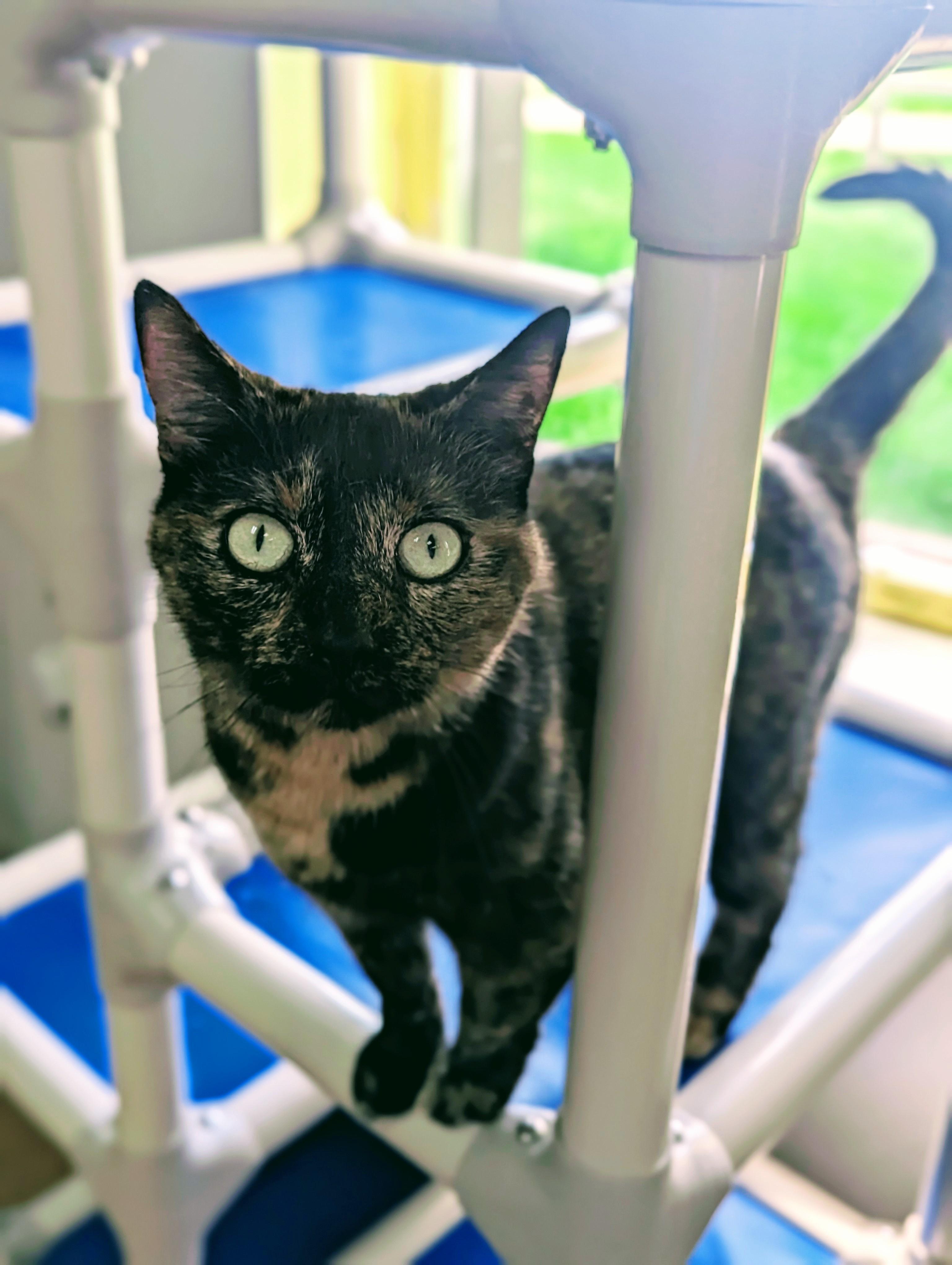 Enlarge Venice, a Adoptable Domestic Short Hair in Decatur, IL image 1/2