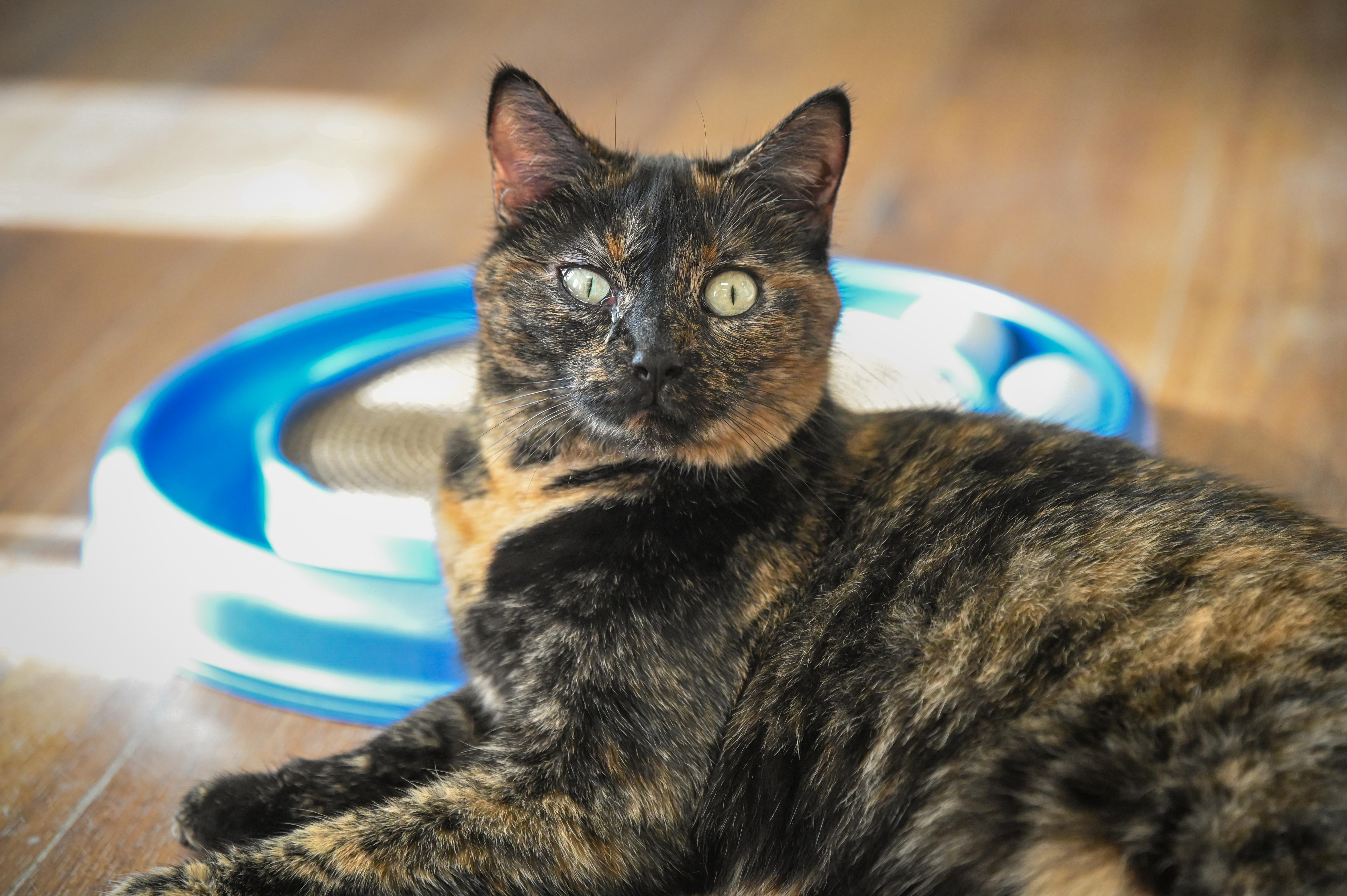 Enlarge Venice, a Adoptable Domestic Short Hair in Decatur, IL image 1/3