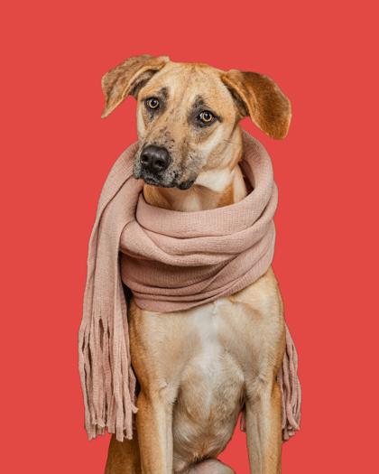 Enlarge Jennifer, a Adoptable mixed breed in Mount Holly, NJ image 2/4