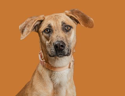 Enlarge Jennifer, a Adoptable mixed breed in Mount Holly, NJ image 3/4