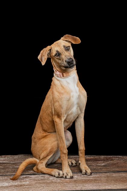 Enlarge Jennifer, a Adoptable mixed breed in Mount Holly, NJ image 4/4
