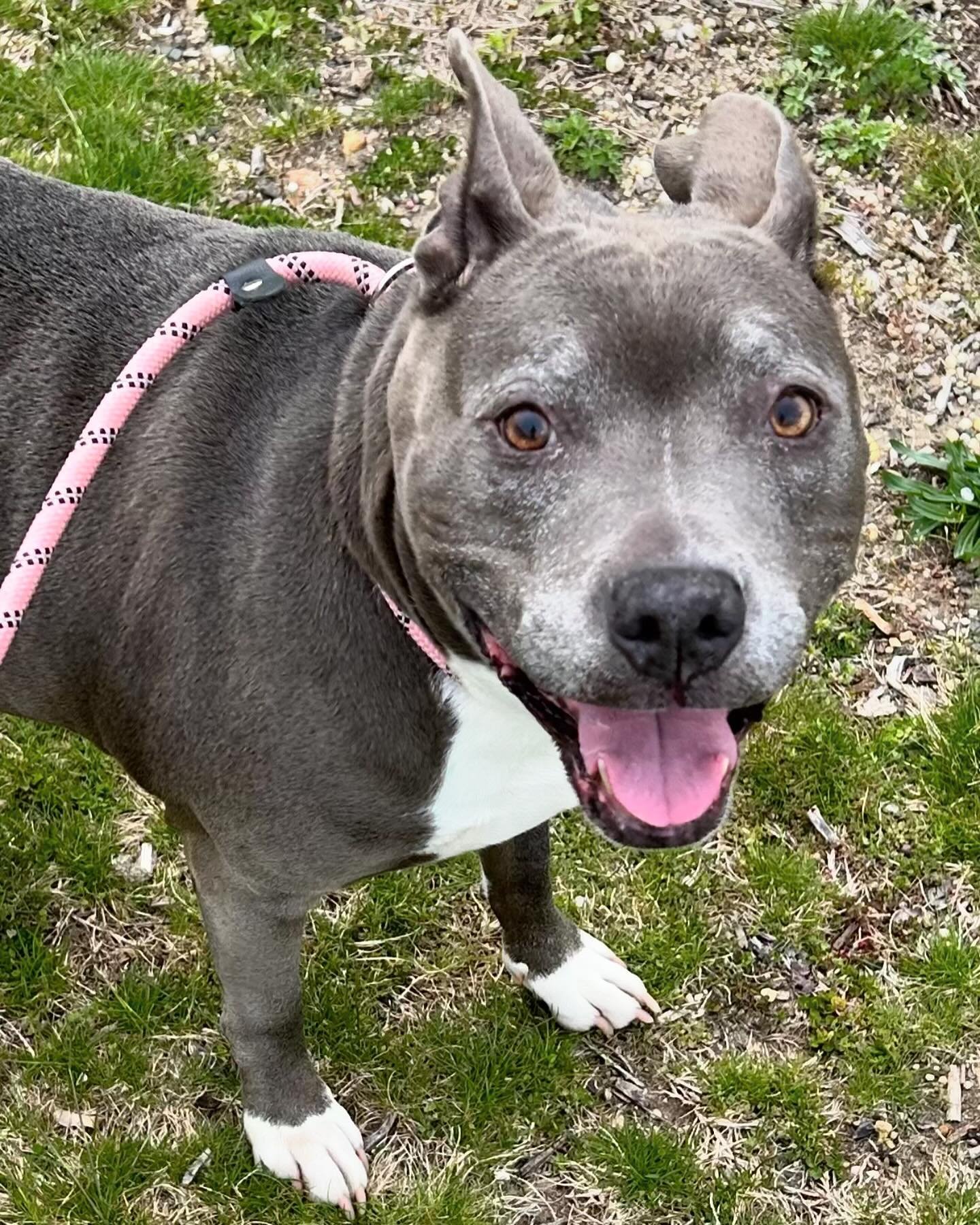 Ruthie, Senior Female Pit Bull Terrier