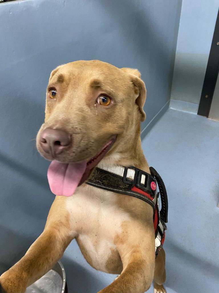 Rollo, Adoptable, Young Male Mixed Breed.