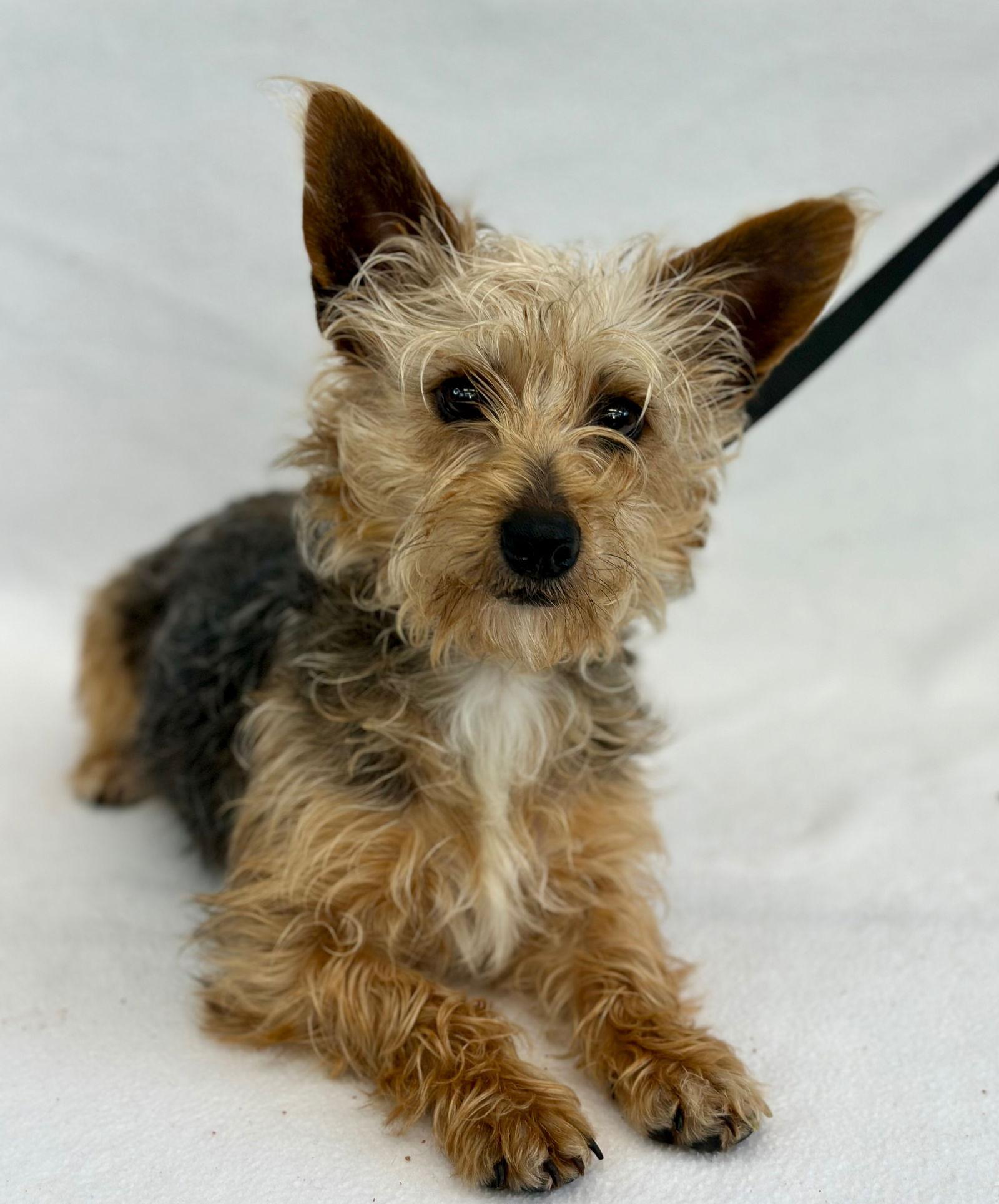 Whoopie Pie, a Adopted Yorkshire Terrier in Palo Alto, CA image 1/3
