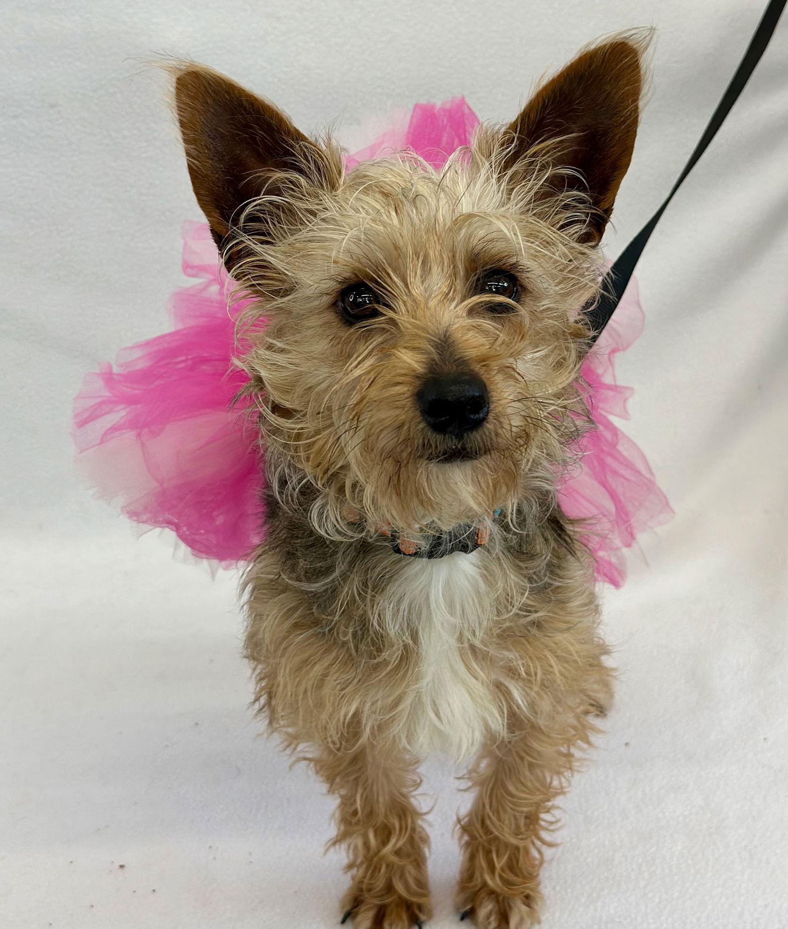 Whoopie Pie, a Adopted Yorkshire Terrier in Palo Alto, CA image 2/3