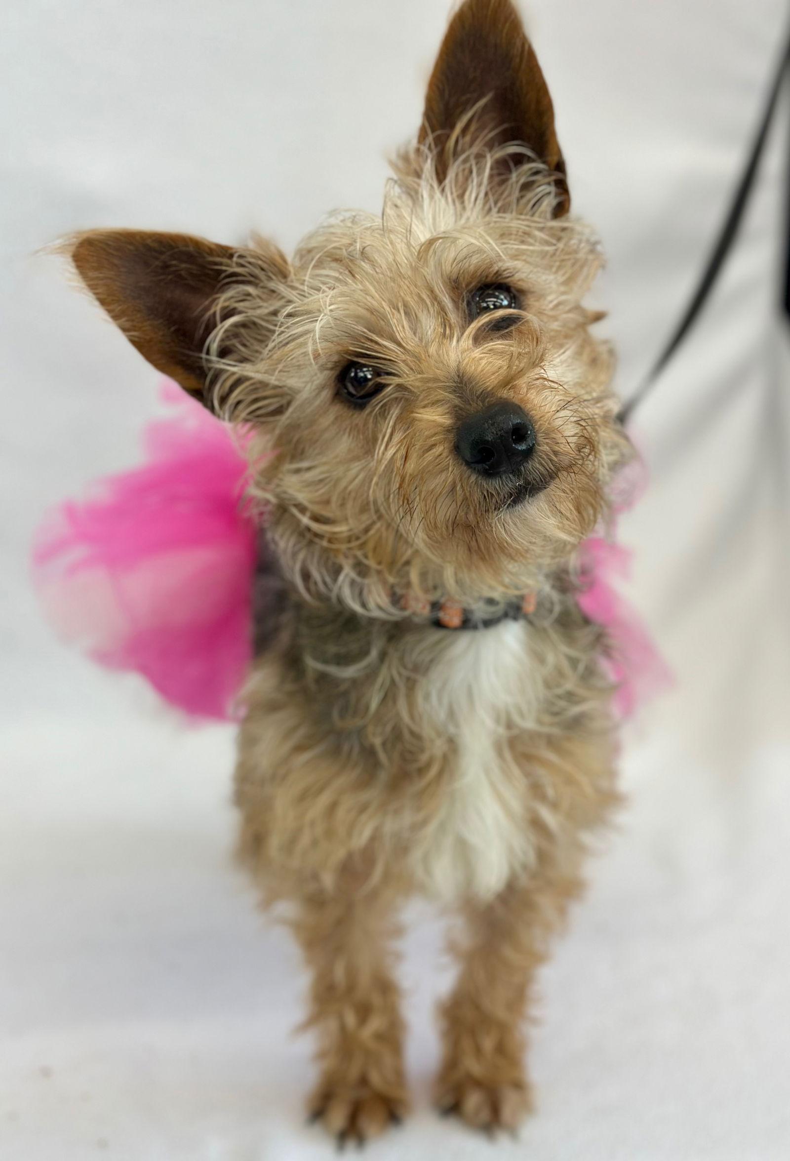 Whoopie Pie, a Adopted Yorkshire Terrier in Palo Alto, CA image 3/3